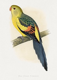 Rock Pepler Parrakeet (Polytelis anthopeplus) colored wood-engraved plate by Alexander Francis Lydon. Digitally enhanced from our own 1884 edition plates of Parrots in Captivity.