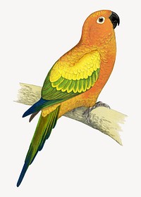 Sun parakeet vintage bird illustration. Remixed by rawpixel.