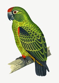 Jardine's parrot, vintage bird illustration psd. Remixed by rawpixel.