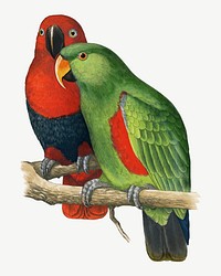 New guinea ecletus, vintage bird illustration psd. Remixed by rawpixel.