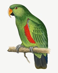 New guinea ecletus, vintage bird illustration psd. Remixed by rawpixel.