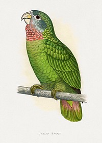 Jamaica Parrot (Amazona collaria) colored wood-engraved plate by Alexander Francis Lydon. Digitally enhanced from our own 1884 edition plates of Parrots in Captivity.