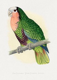 Red-Throated White-Fronted Amazon (Amazona leucocephala) colored wood-engraved plate by Alexander Francis Lydon. Digitally enhanced from our own 1884 edition plates of Parrots in Captivity.