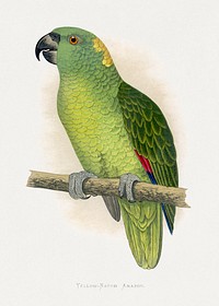 Yellow-Naped Amazon (Amazona auropalliata) colored wood-engraved plate by Alexander Francis Lydon. Digitally enhanced from our own 1884 edition plates of Parrots in Captivity.