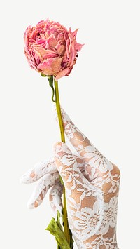 Woman in a lace glove with a dried pink peony flower collage element psd.