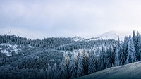 Winter forest border HD wallpaper