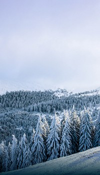 Winter forest border iPhone wallpaper