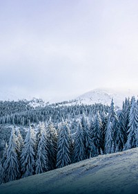 Winter forest border background