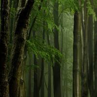 Aesthetic bamboo forest background, nature image