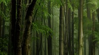 Aesthetic bamboo forest desktop wallpaper, nature image