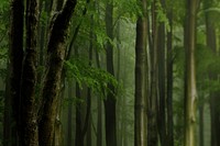 Aesthetic bamboo forest background, nature image