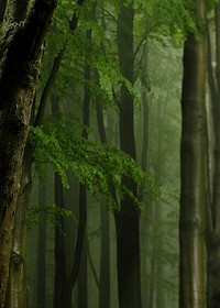 Aesthetic bamboo forest background, nature image
