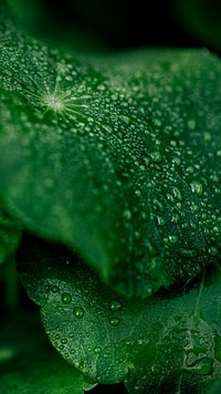 Wet tropical leaf iPhone wallpaper, nature image