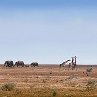 African safari background, wild animals image