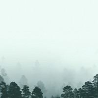 Foggy pine forest background, nature image