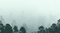 Foggy pine forest desktop wallpaper, nature image