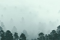 Foggy pine forest background, nature image