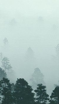 Foggy pine forest iPhone wallpaper, nature image