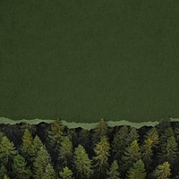 Ripped green paper background, pine forest border