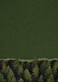 Ripped green paper background, pine forest border