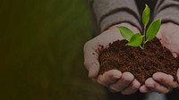 Hands cupping plant desktop wallpaper, environment image