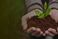 Hands cupping plant background, environment image