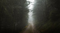 Foggy forest trail desktop wallpaper, nature image