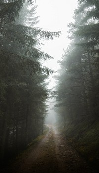 Foggy forest trail iPhone wallpaper, nature image