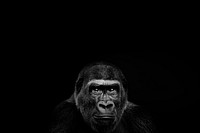 Black gorilla animal background