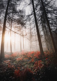 Aesthetic foggy forest background, nature image