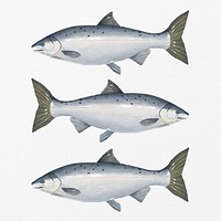 Salmon fish, seafood illustration