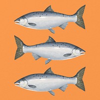 Salmon fish, seafood illustration