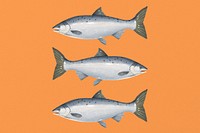 Salmon fish, seafood illustration