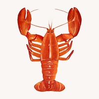 Lobster, crawfish, seafood illustration