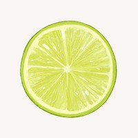 Lime slice, fruit illustration