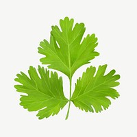 Coriander leaf, vegetable collage element psd 