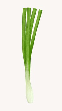 Leek, vegetable illustration