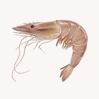 Fresh shrimp, seafood illustration