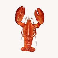 Lobster, crawfish, seafood illustration