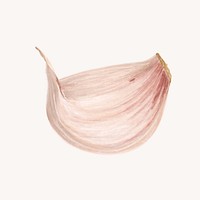 Garlic clove, vegetable illustration