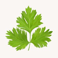 Coriander leaf, vegetable illustration