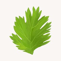 Coriander leaf, vegetable illustration