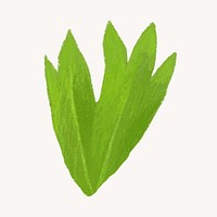 Coriander leaf, vegetable illustration