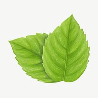 Basil leaf, vegetable collage element psd 