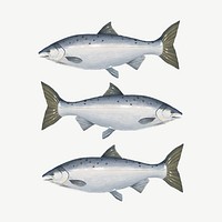 Fresh salmon fish, seafood collage element  psd