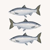 Fresh salmon fish, seafood illustration