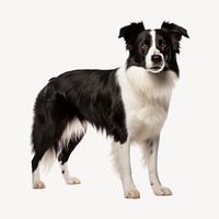 Border Collie dog, full body collage element . AI generated Image by rawpixel.