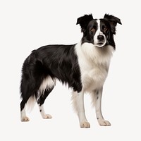 Border Collie dog, full body collage element . 