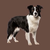 Border Collie dog, full body collage element . 