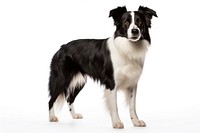 Border Collie dog, full body collage element 